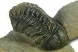 Two Curled Austerops Trilobite Fossils - Ofaten, Morocco #384229-6